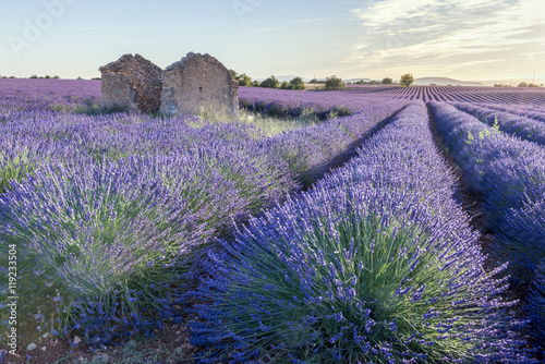 Blooming fields of lavender in the Provence in France.