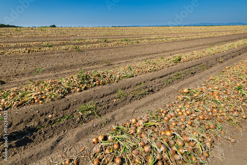 Field at harvest onions photo