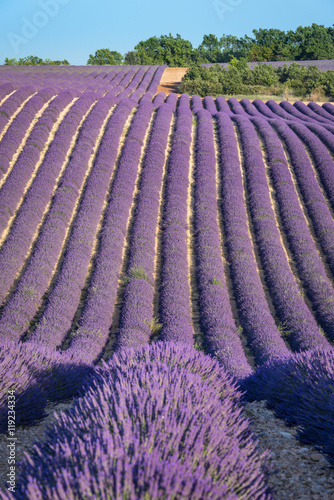 Fototapeta Naklejka Na Ścianę i Meble -  Lavender field at sunset in Provence