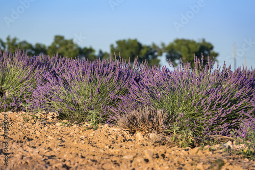 Lavender flower close up