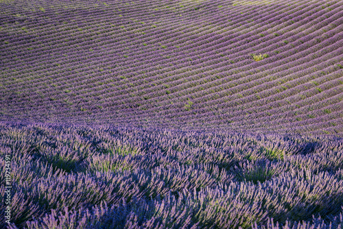 Fototapeta Naklejka Na Ścianę i Meble -  Rows of lavender field at sunset in Provence