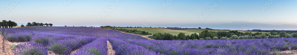 Fototapeta premium Panorama lawendy pole przy zmierzchem