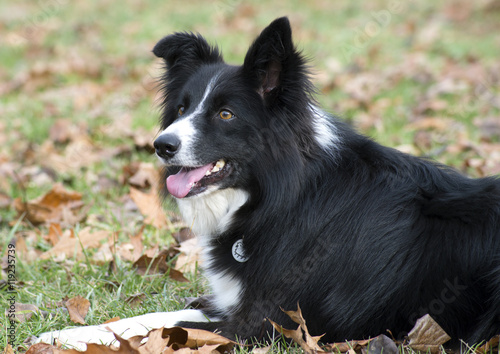 English Sheltie Sheep Dog lies watching the sheep.