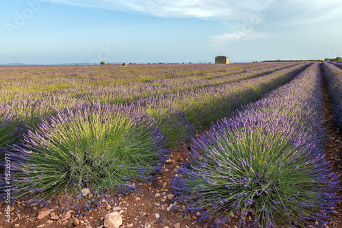 Lavender field at sunset in Provence