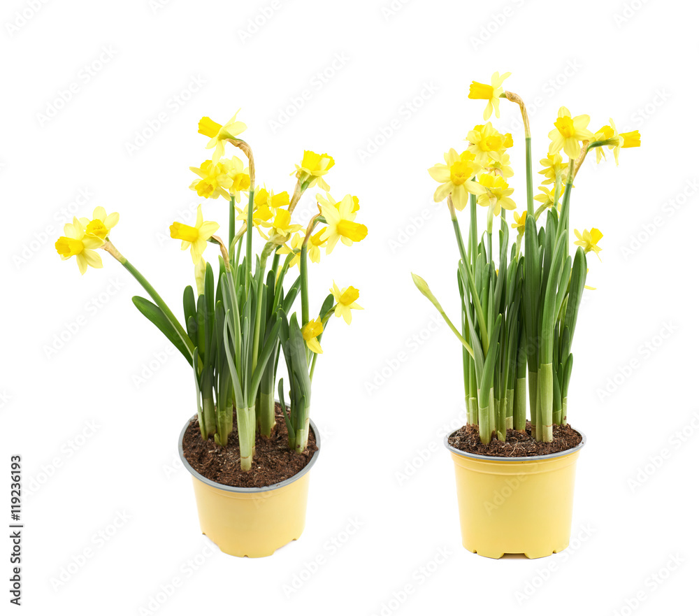 Yellow narcissus flower isolated Yellow narcissus flower isolated