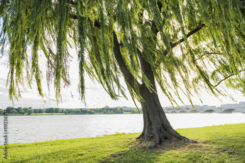 Willow tree swaying in wind by Potomac River and Arlington Memorial bridge in Washington DC