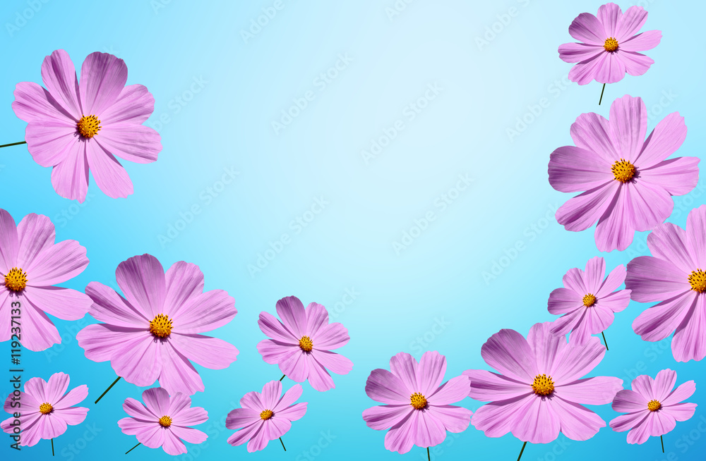 Pink Cosmos flower background