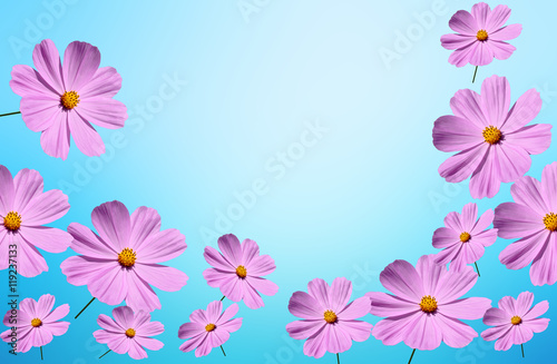 Pink Cosmos flower background © Alex395