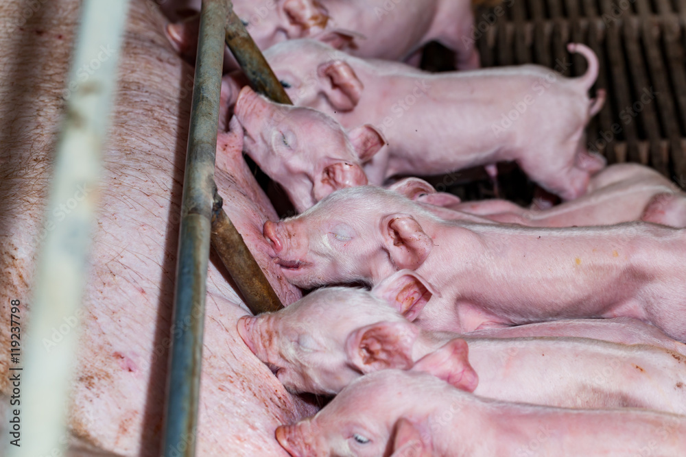 Newborn piglets are trying to suckle from its mother pig. Scramb