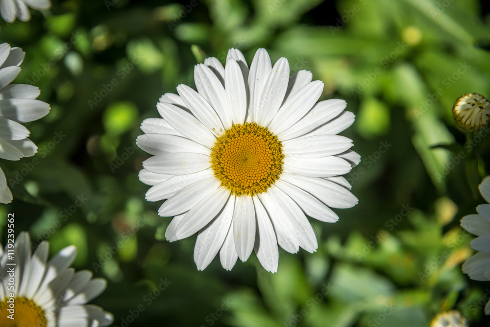 Fototapeta premium Leucanthemum vulgare