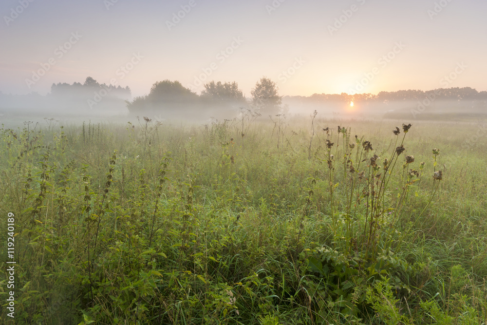 Słoneczny i mglisty poranek na wsi