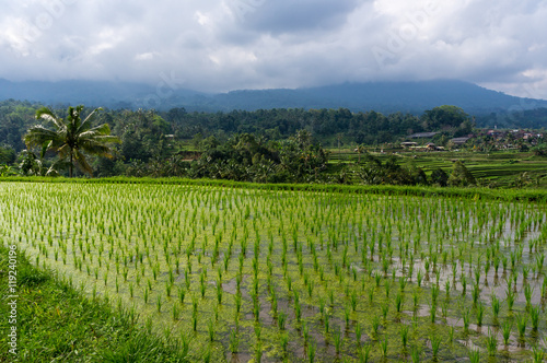 Rice fields in Bali, Indonesia