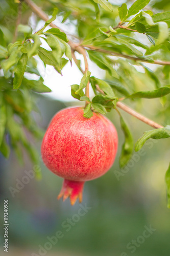 Pomegranate fruits on the tree with green leaves
