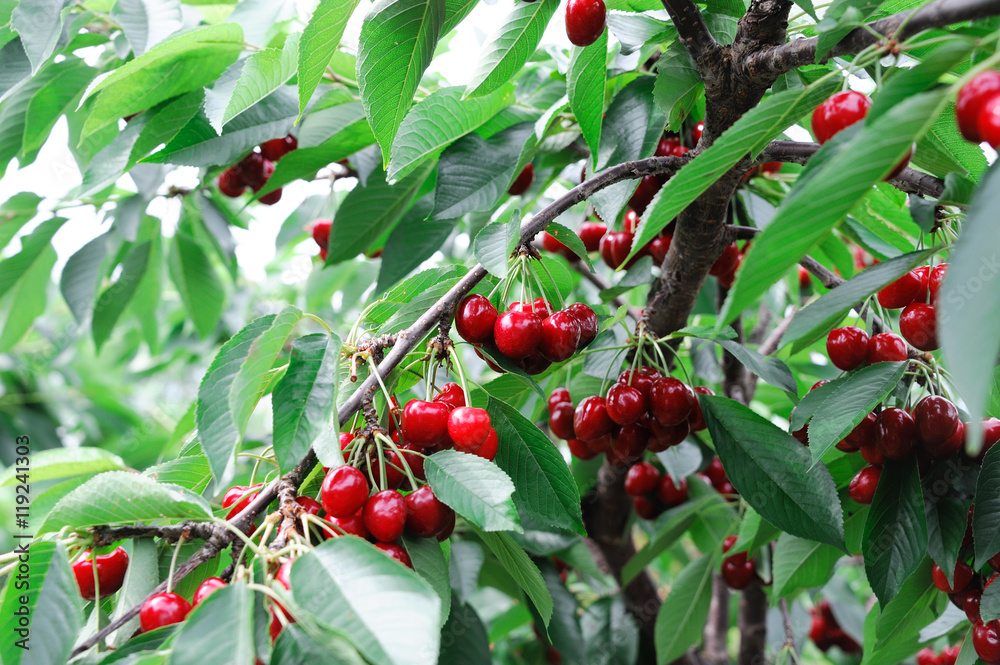 ripe red cherry on the tree