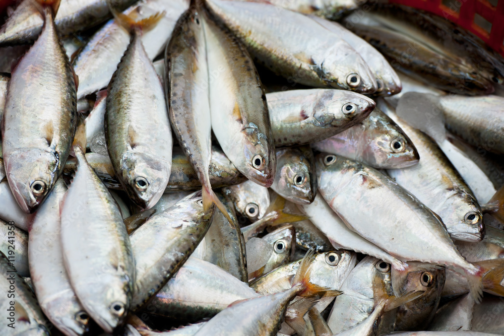fresh mackerel fish in market fresh mackerel fish in market