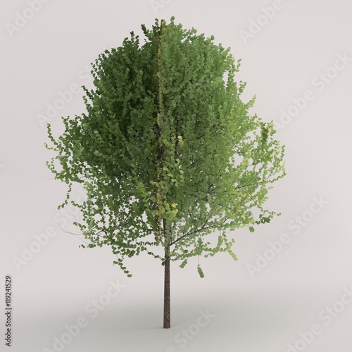 tree 3D render photo