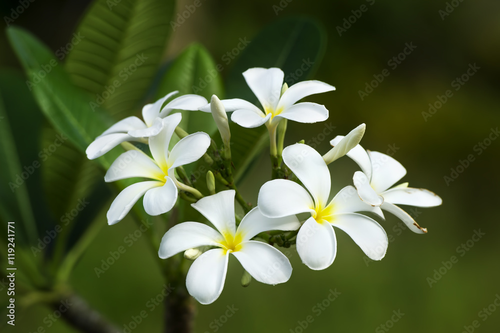 Obraz premium yellow plumeria flower