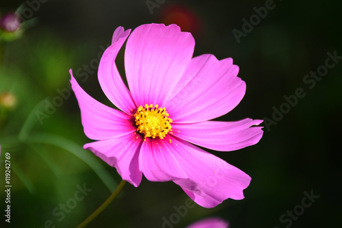 Beautiful pink cosmos flower.