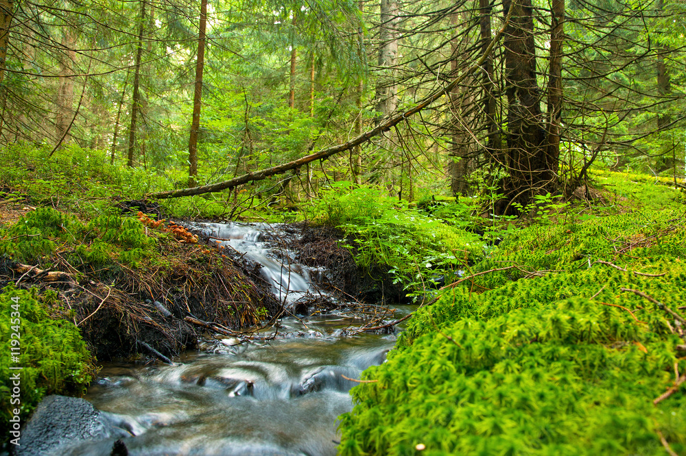 Wilder Bach im Nationalpark Sumava / Tschechien Wilder Bach im Nationalpark Sumava / Tschechien