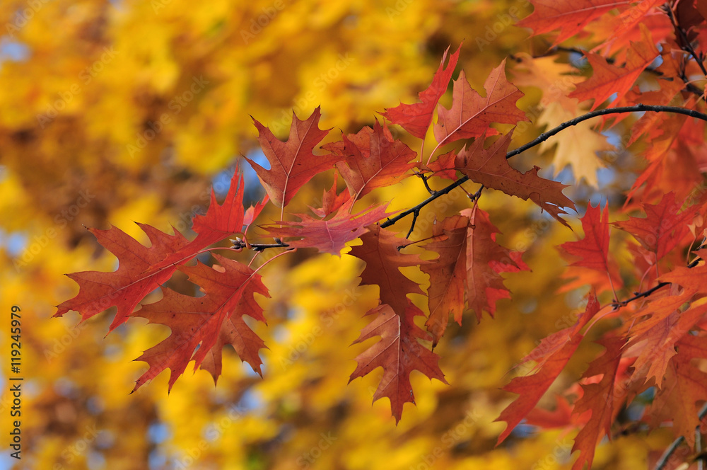 Autumn red leaves on yellow fall background Autumn red leaves on yellow fall background
