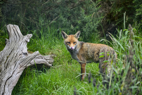 Stunning image of red fox vulpes vulpes in lush Summer countrysi © veneratio