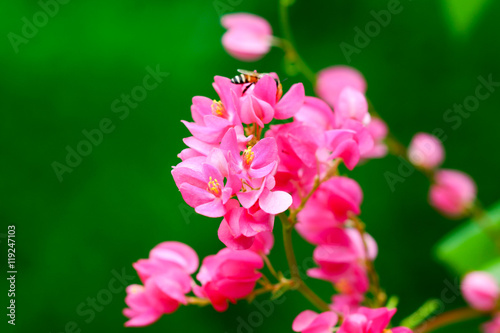 Fototapeta Naklejka Na Ścianę i Meble -  Pink Confederate vine flower