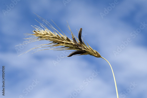 Mutterkornpilz; Claviceps, purpurea photo