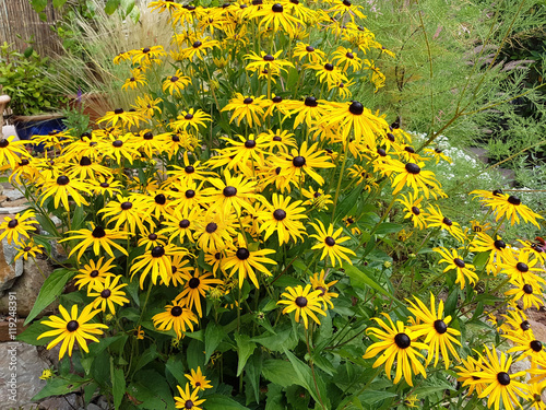 Bild auf Leinwand Sonnenhut; Sun hat; Rudbeckia hirta