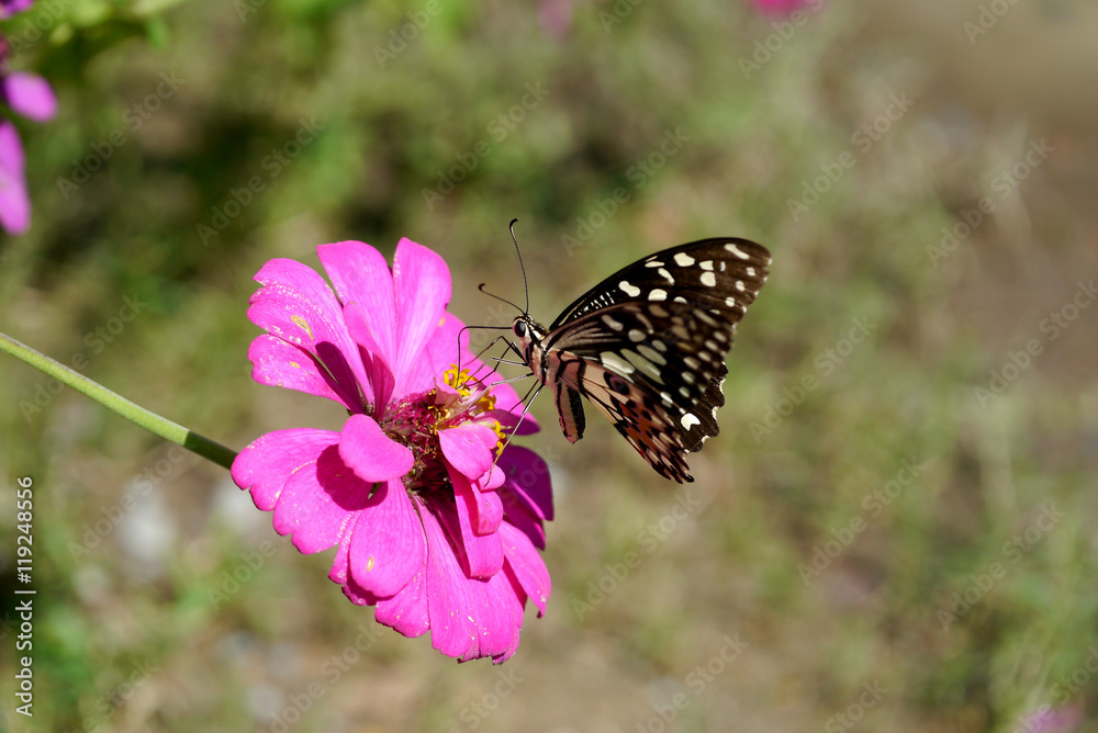 butterfly fly in morning nature. butterfly fly in morning nature.