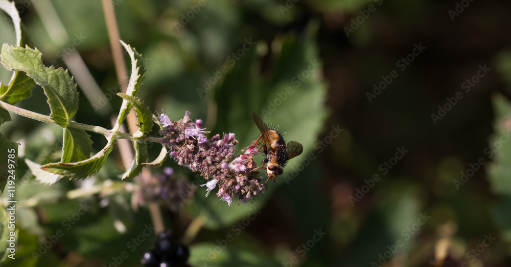 insect collecting pollen from  plant