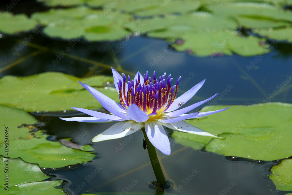 Beautiful waterlily Hybrid flower. Beautiful waterlily Hybrid flower.