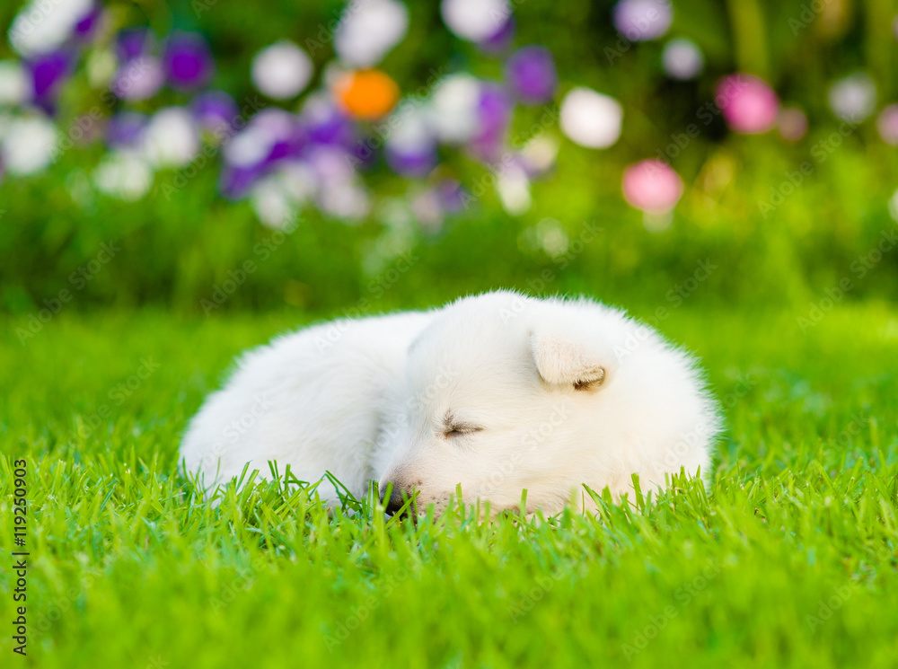 White Swiss Shepherd`s puppy sleep on green grass White Swiss Shepherd`s puppy sleep on green grass