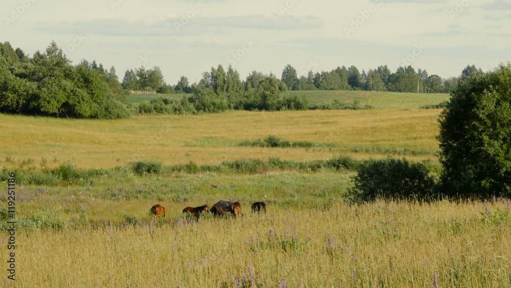 Horses in Green Field. Lithuania. Long shot Horses in Green Field. Lithuania. Long shot