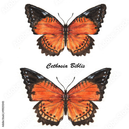orange Cethosia Biblis