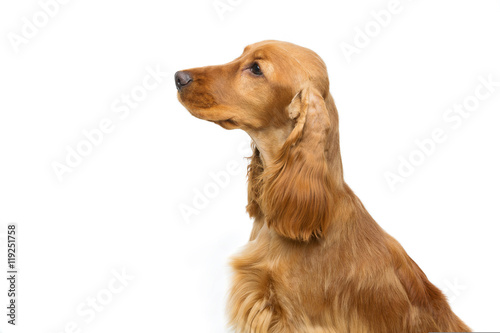 Beautiful young cocker spaniel