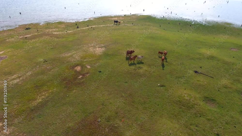 Aerial view buffalo herd at riverside Aerial view buffalo herd at riverside