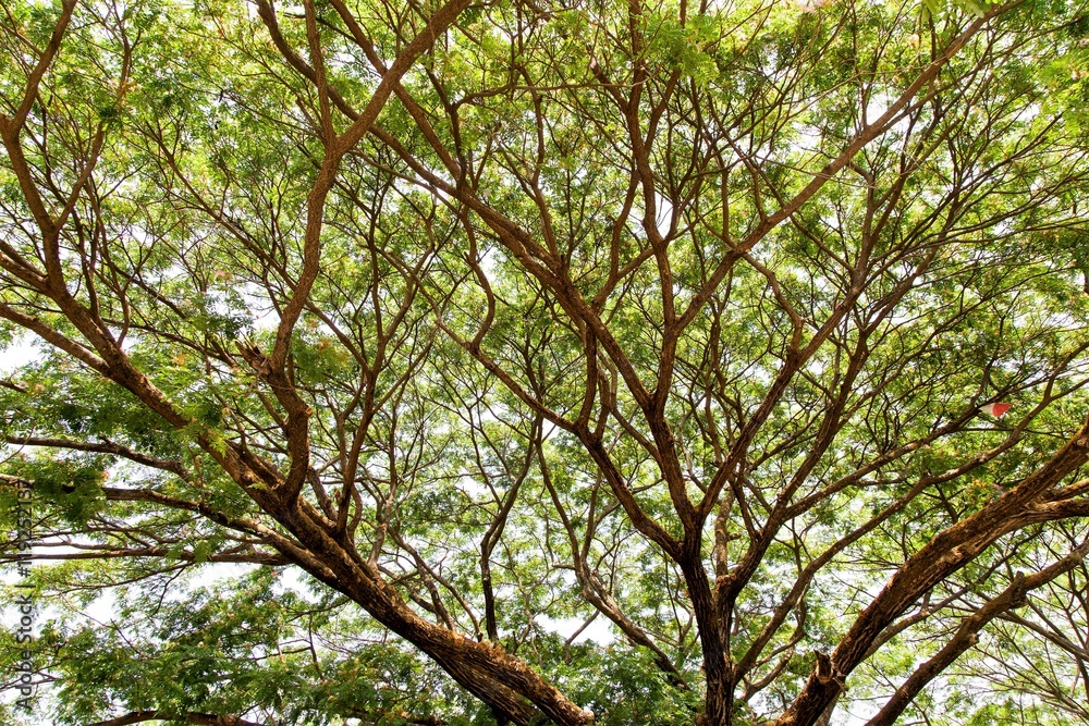 Largest Monkey Pod (Rain Tree, East Indian Walnut)
Largest Monkey Pod (Rain Tree, East Indian Walnut)