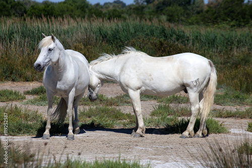 White wild horses of Camargue, France , Europe © faber121