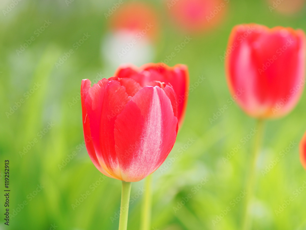 red Tulip red Tulip