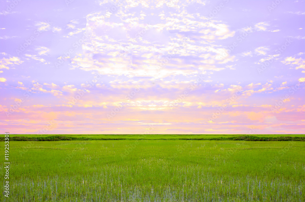 Rice field green grass sky cloud cloudy landscape background.