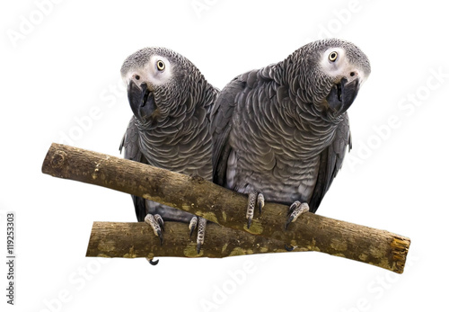 Macaw parrot isolated on white background. photo