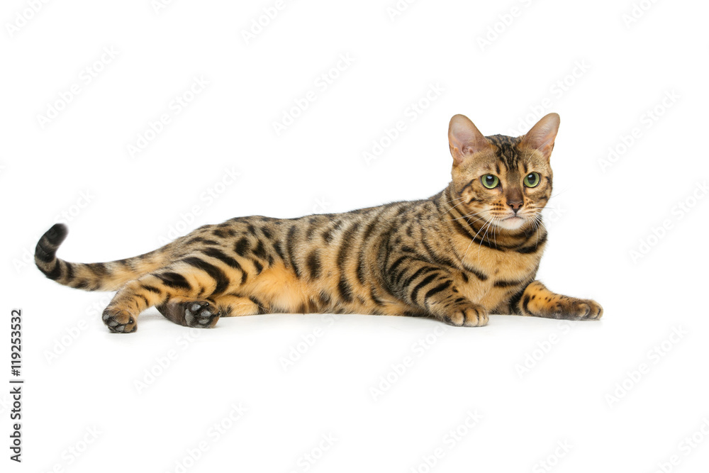Fototapeta premium Beautiful bengal cat