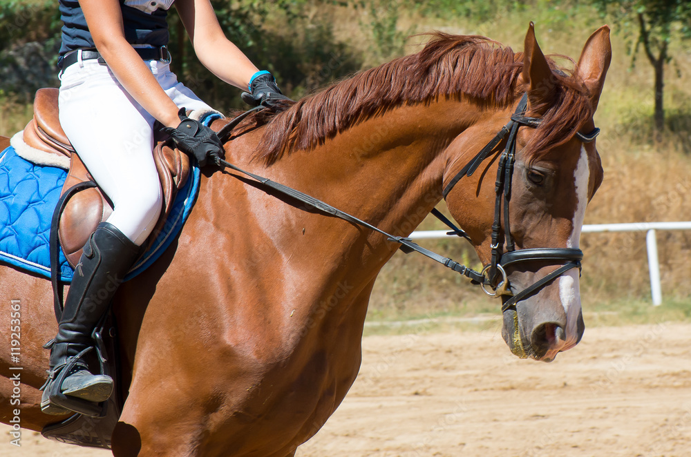 Fototapeta premium Walk with horse. Horseback riding.
