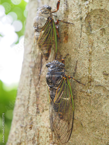 The cicada, Cryptotympana facialis. Bear cicada 