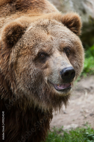 Mainland grizzly (Ursus arctos horribilis).