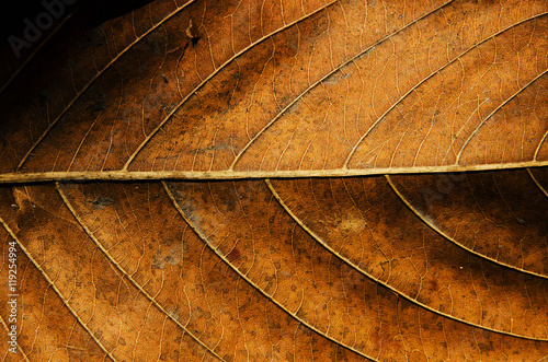 Dried leaf texture background.