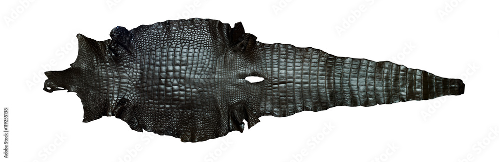 Fototapeta premium Freshwater crocodile belly skin texture background.