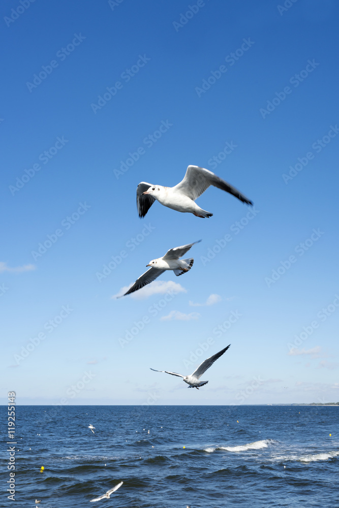 White seagulls flying in the sky over the Baltic sea.