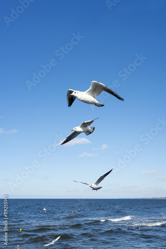 White seagulls flying in the sky over the Baltic sea.