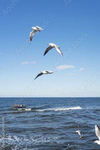 White seagulls flying in the sky over the Baltic sea.